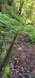 Plants: image 96 Of 208 Thumb